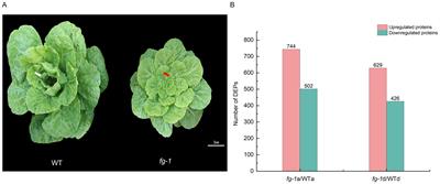 Integratedly analyzed quantitative proteomics with transcriptomics to discover key genes via fg-1 non-heading mutant in the early heading stage of Chinese cabbage